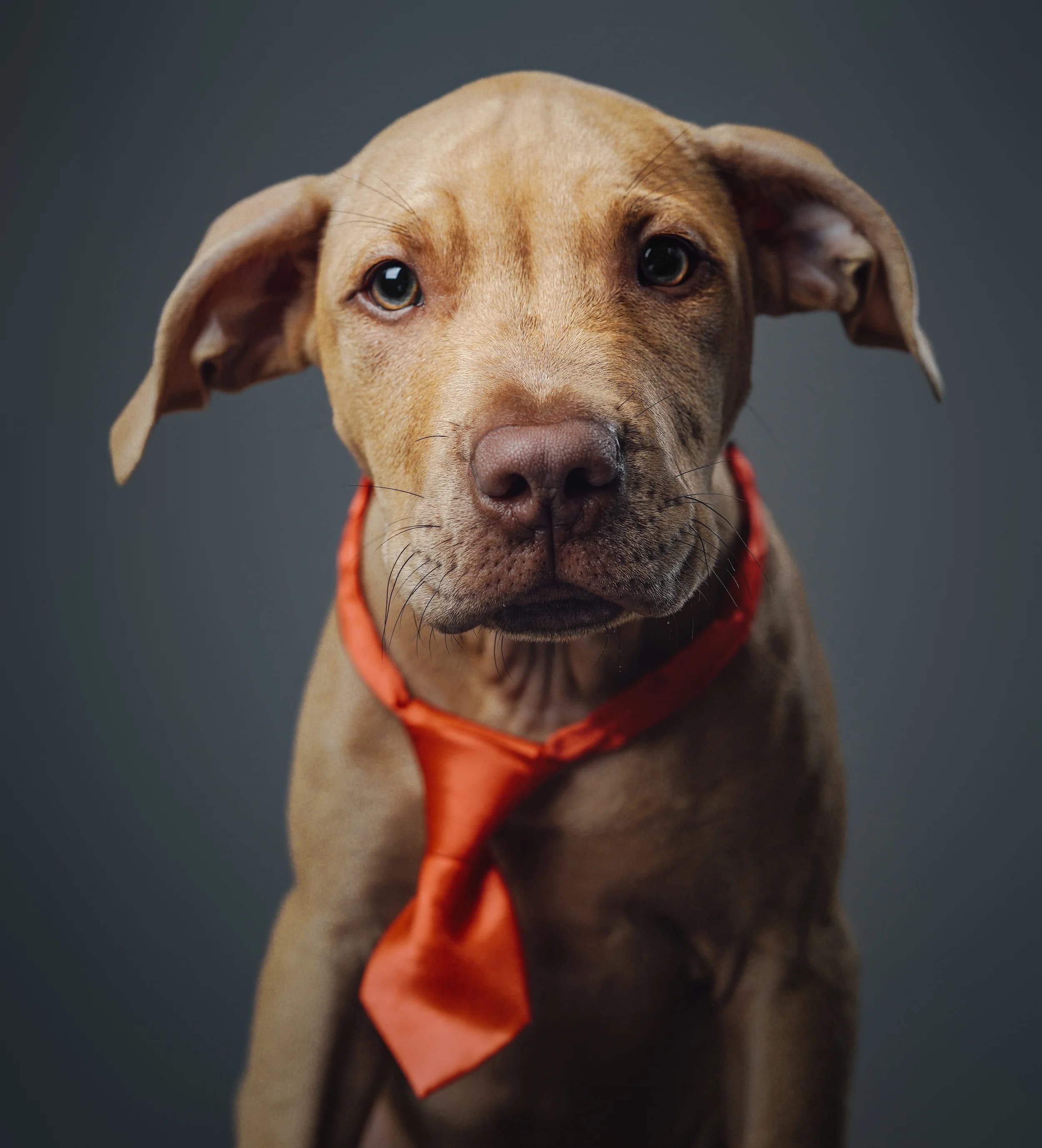 Paws & Whiskers Grooming profile