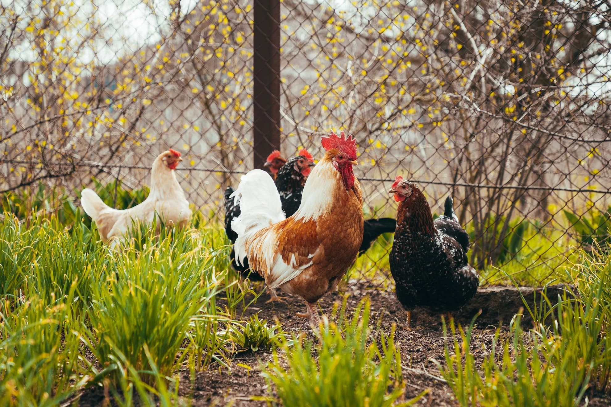 Rooster and chickens grazing in a backyard farm setting