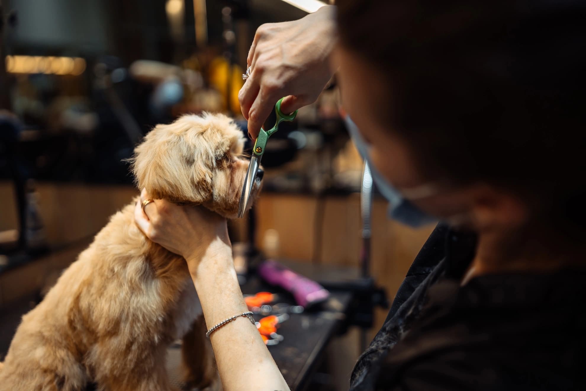 Fluffy dog receiving gentle grooming from a professional