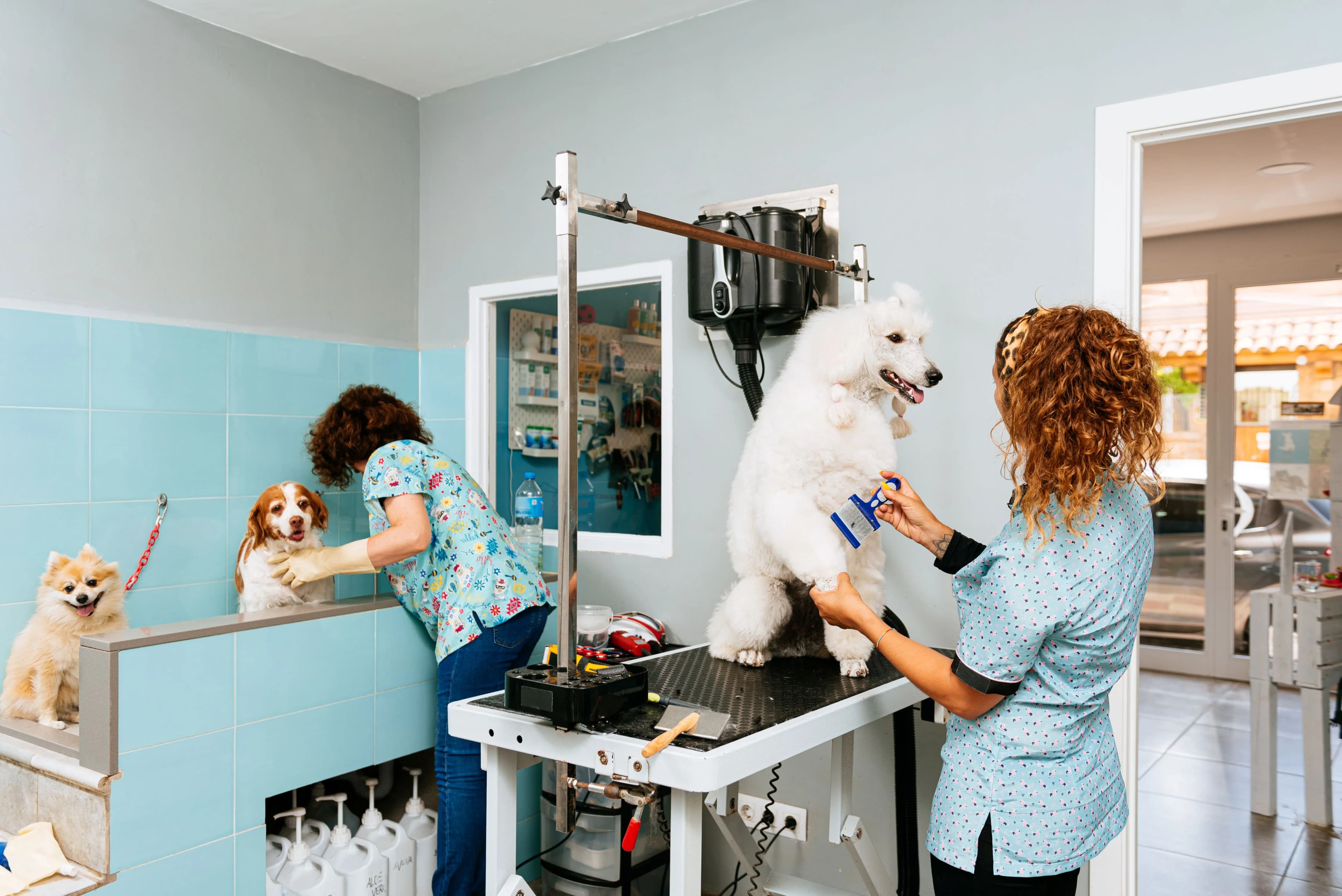Dog grooming team taking care of pets in salon