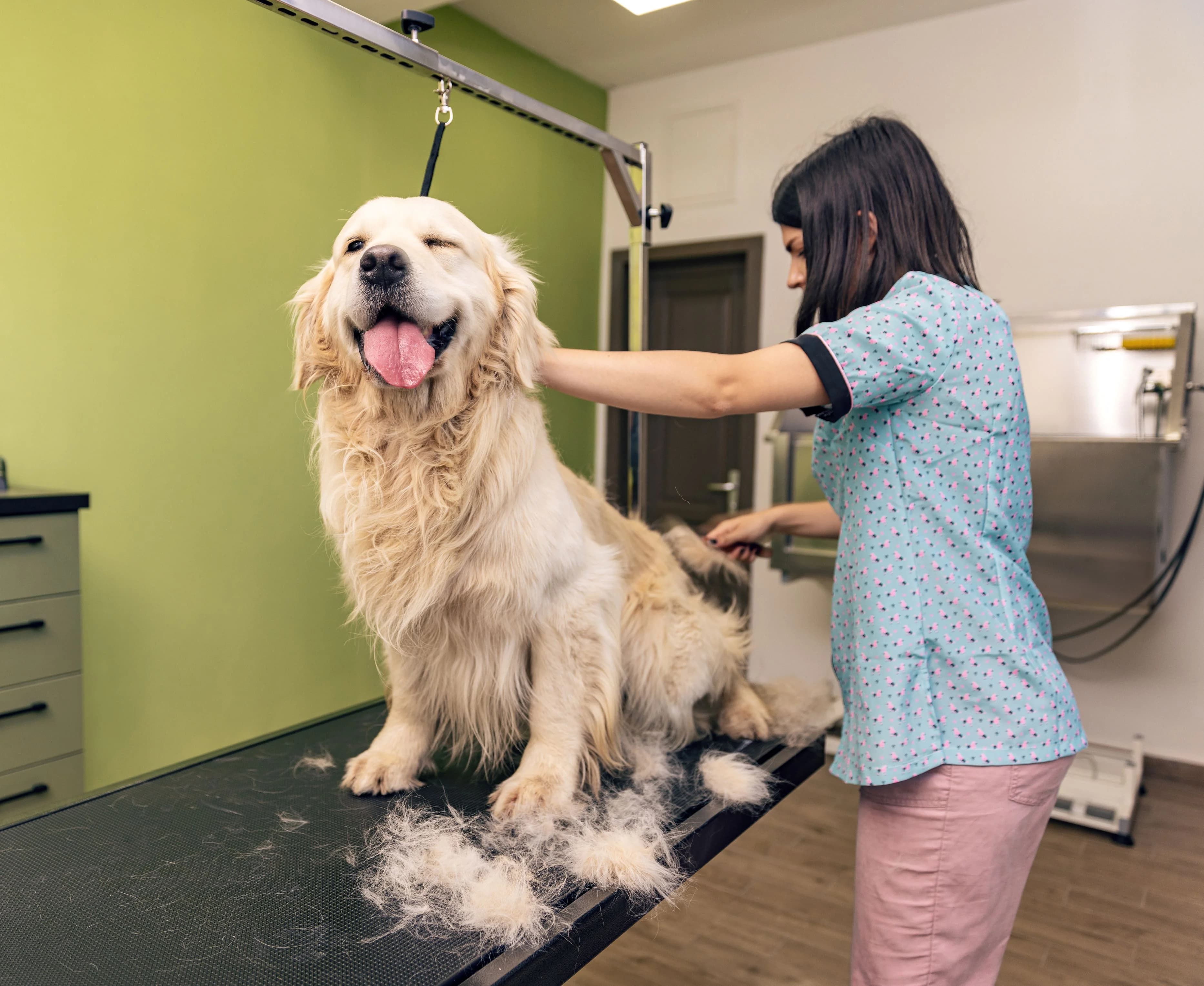 Dog grooming professional grooming a happy golden retriever